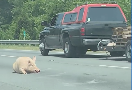 95 PIG